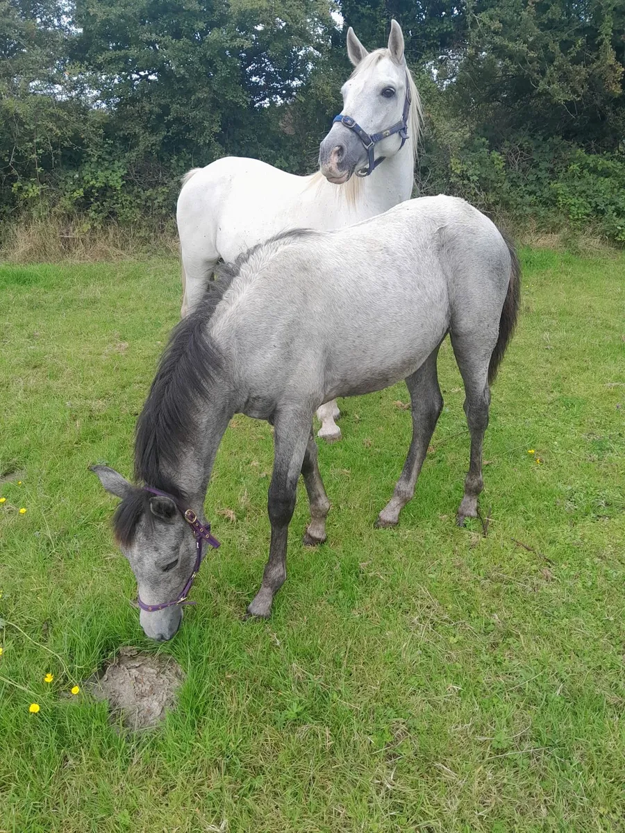 Connemara  filly  foal - Image 4