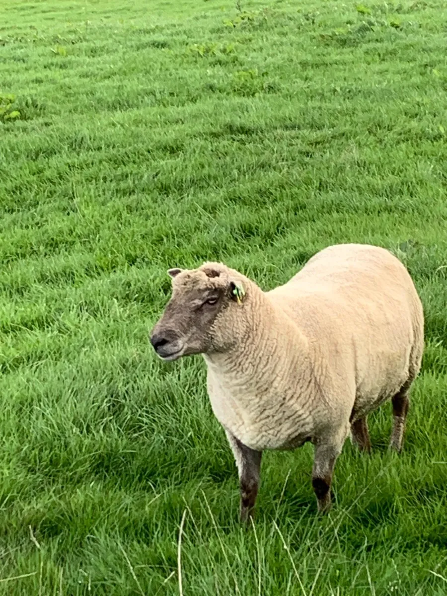 Vendeen Ram - Image 2