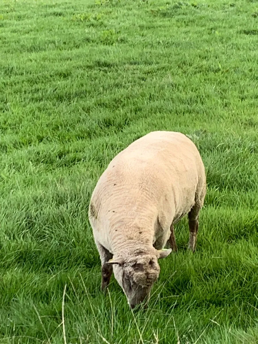Vendeen Ram - Image 3