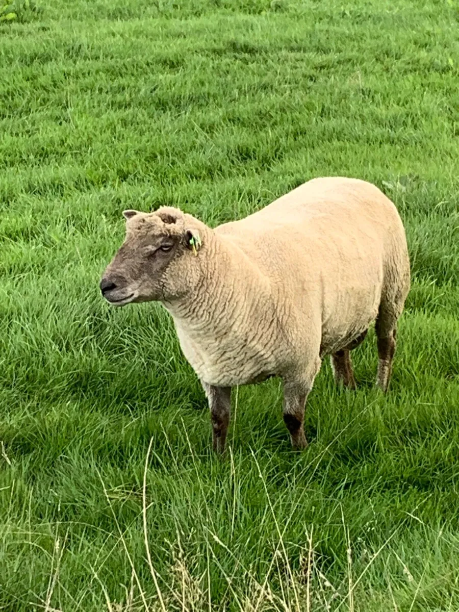 Vendeen Ram - Image 4
