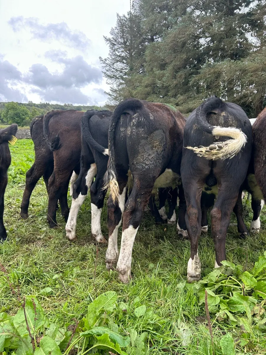 Super strong bull runners - Image 2