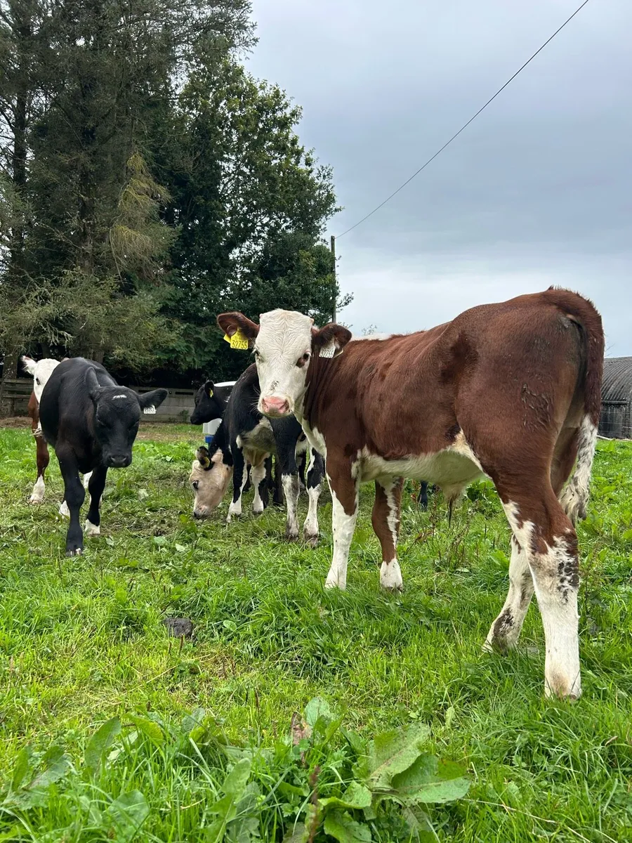 Super strong bull runners - Image 1