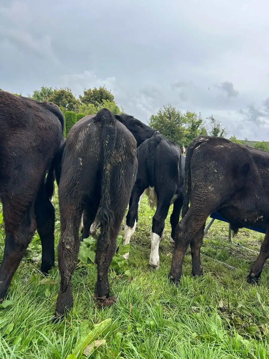 Super strong bull runners - Image 4