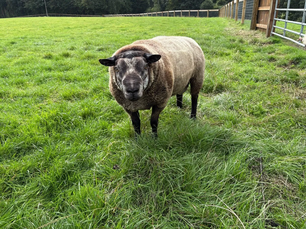 Blue Texel Hogget rams - Image 1