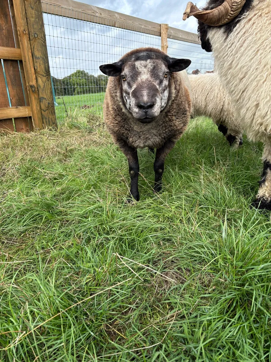 Blue Texel Hogget rams - Image 2