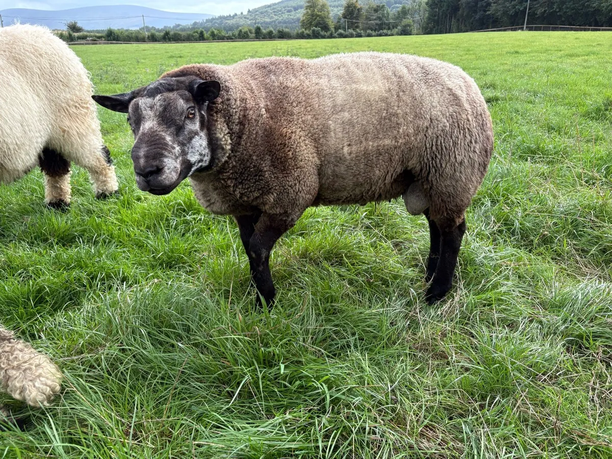 Blue Texel Hogget rams - Image 4