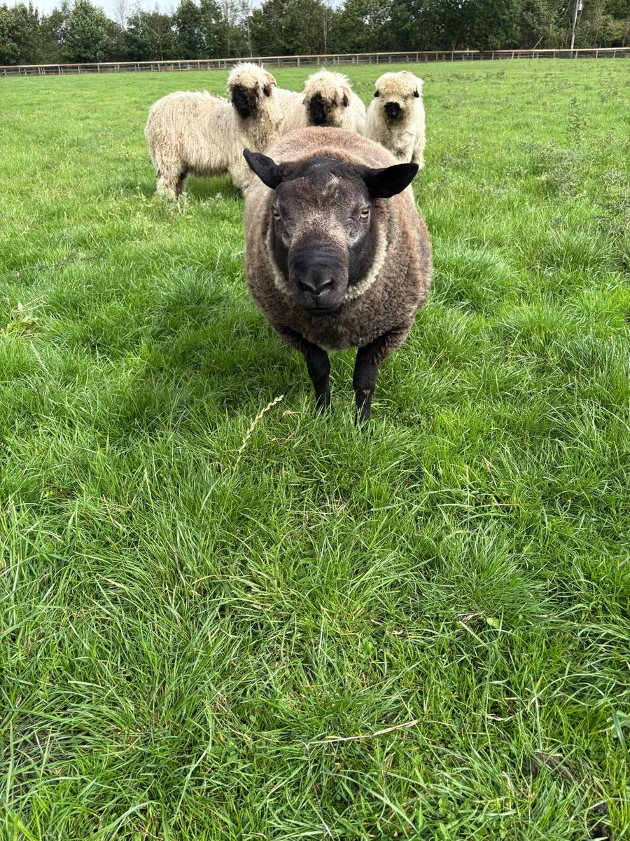 Blue Texel Hogget rams - Image 3