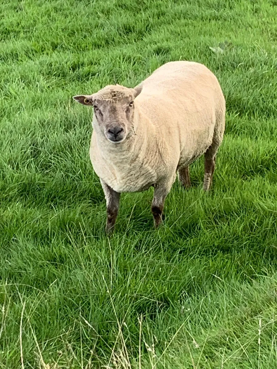 Vendeen Ram - Image 1