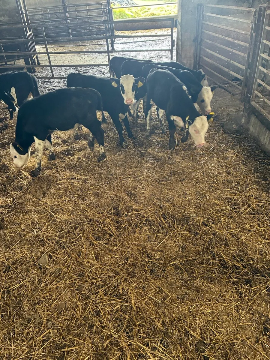 Hereford calves