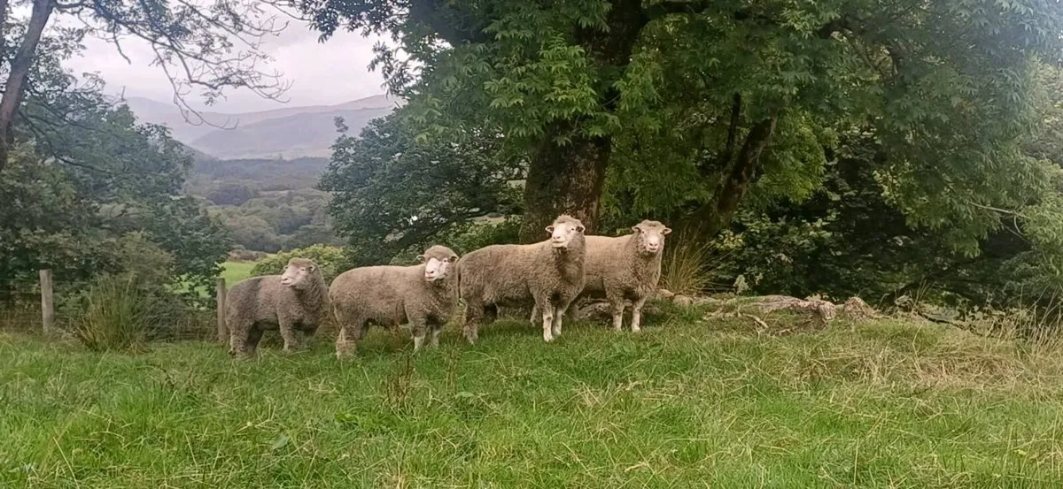 Dorset rams - Image 1