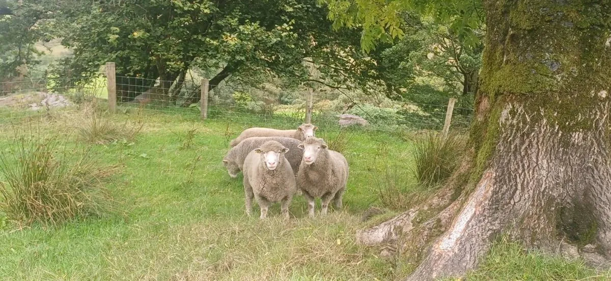 Dorset rams - Image 2