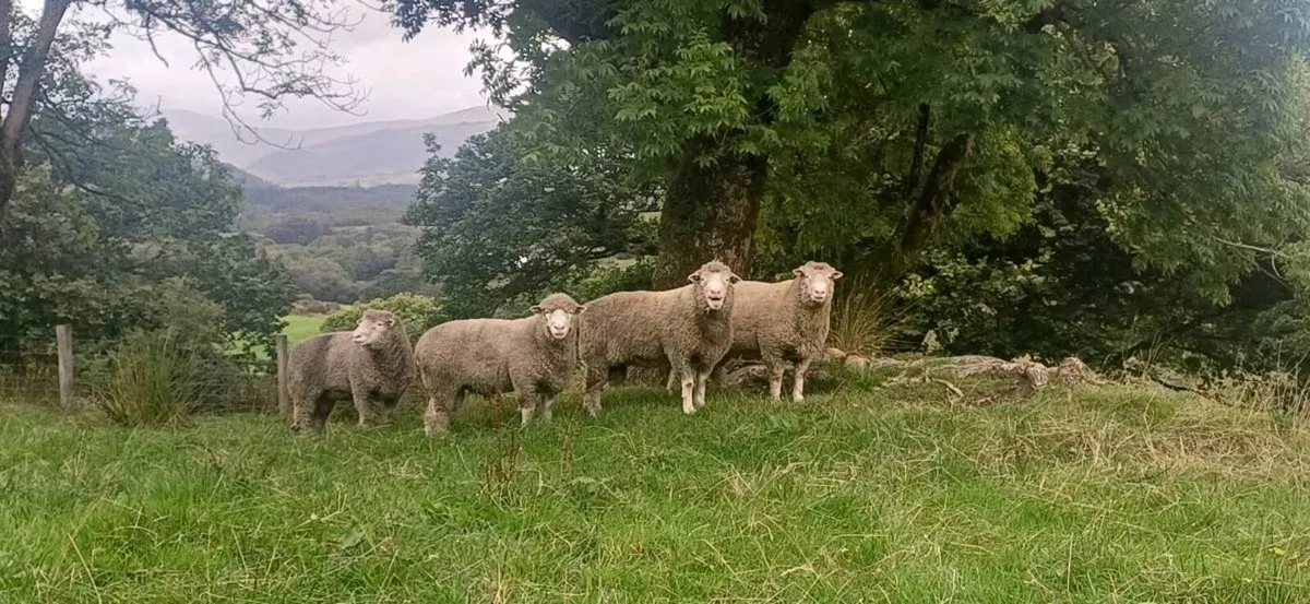 Dorset rams - Image 3