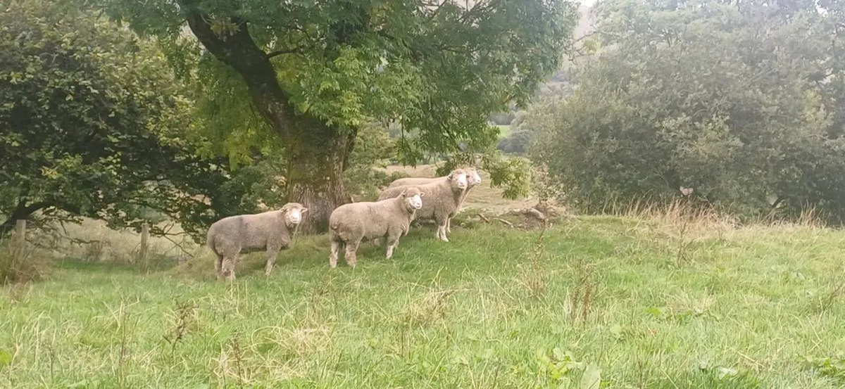 Dorset rams - Image 4