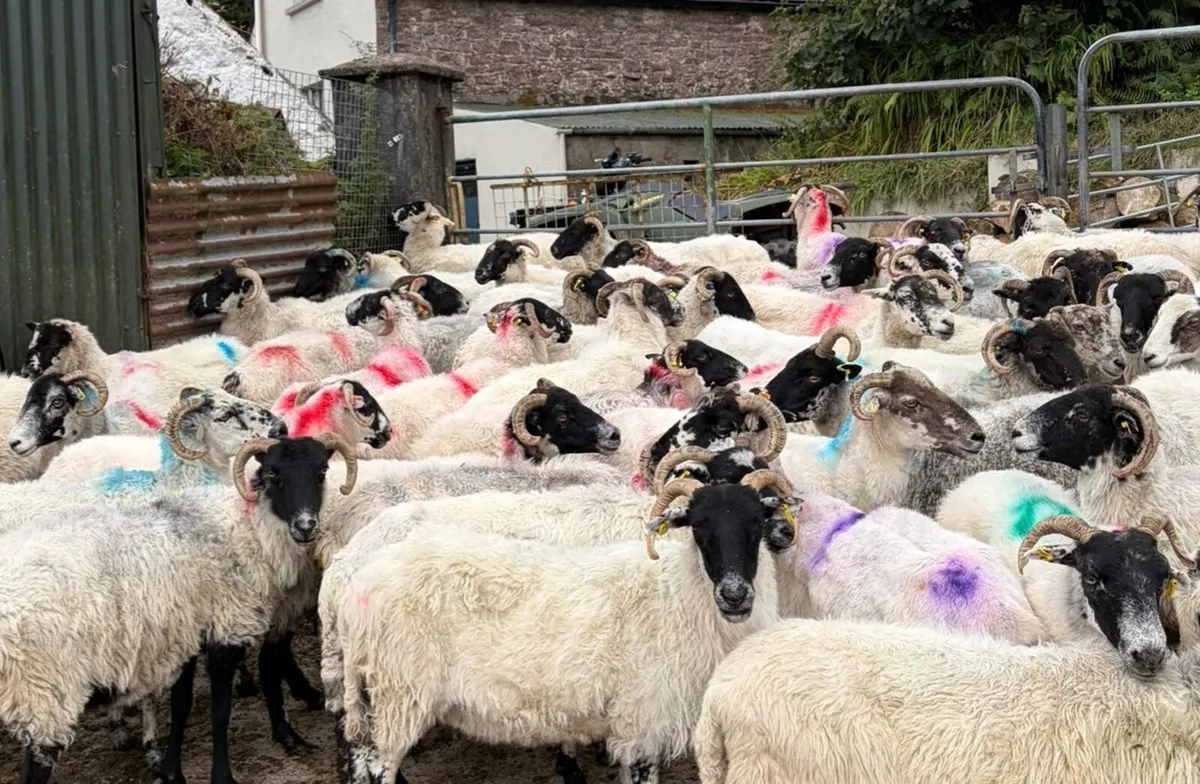 70 Ewes For Sale - Image 1