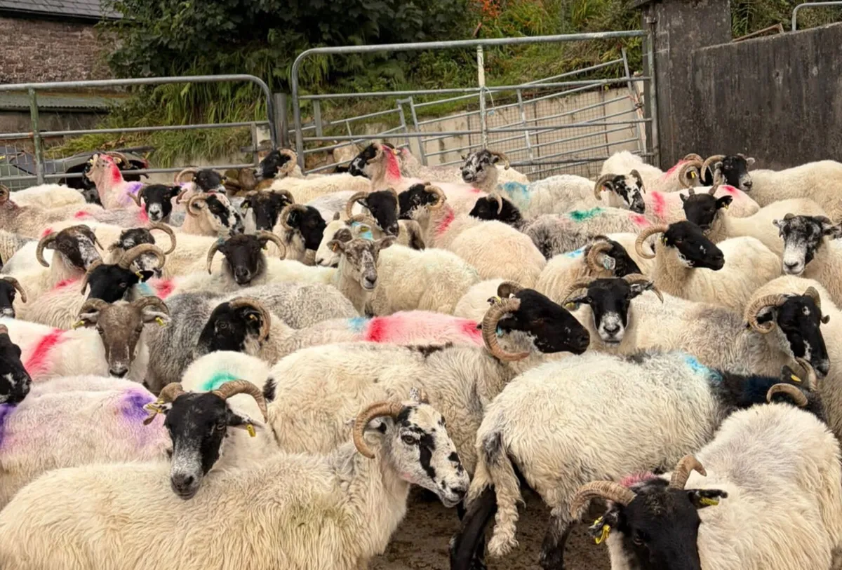 70 Ewes For Sale - Image 2