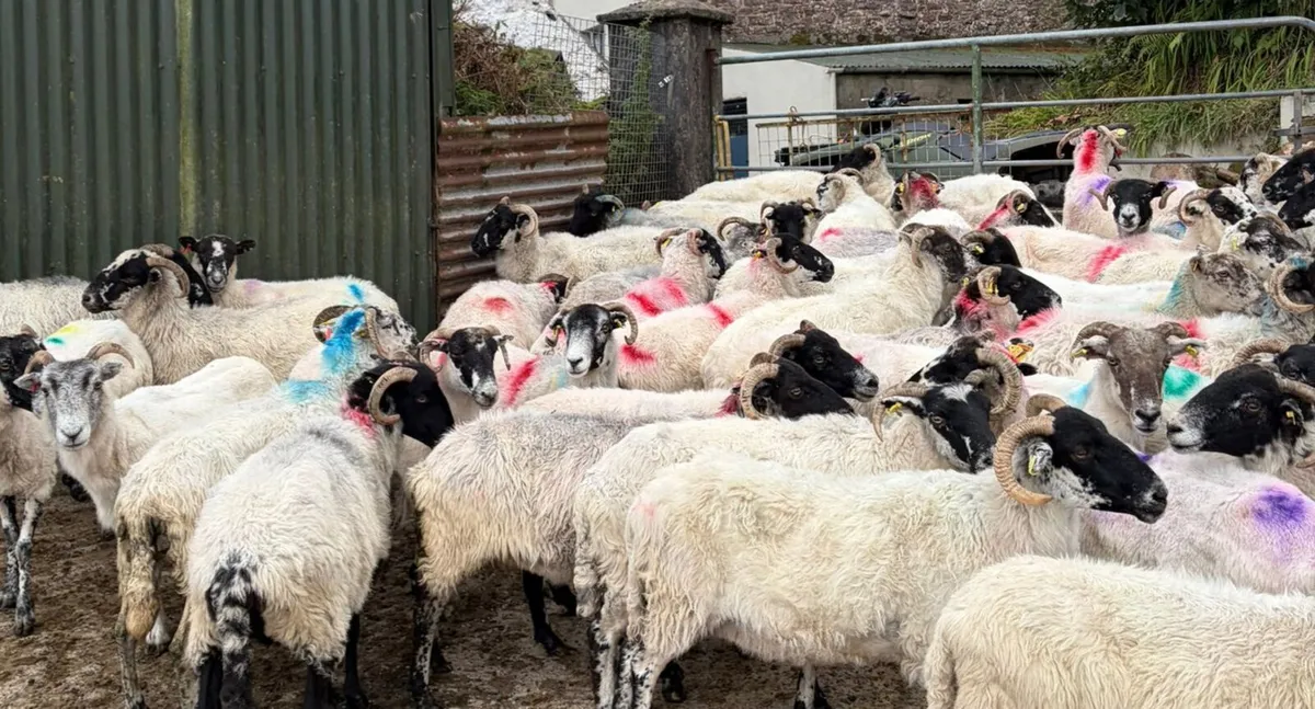 70 Ewes For Sale - Image 3