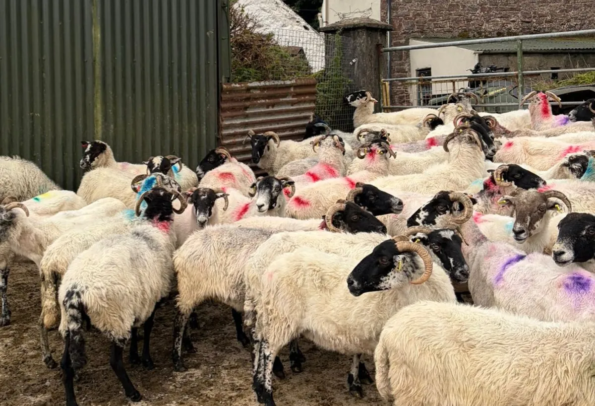 70 Ewes For Sale - Image 4