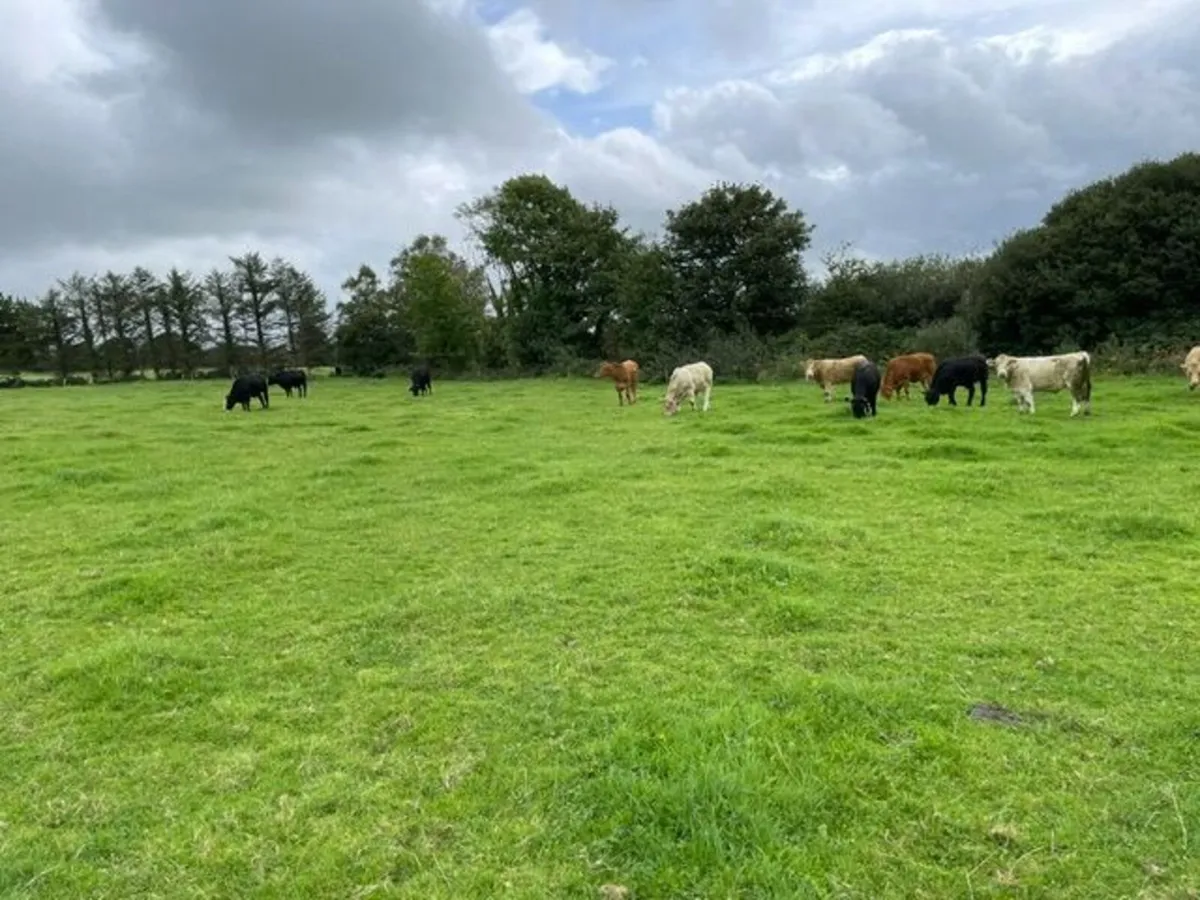 Organic cattle for sale - Image 1