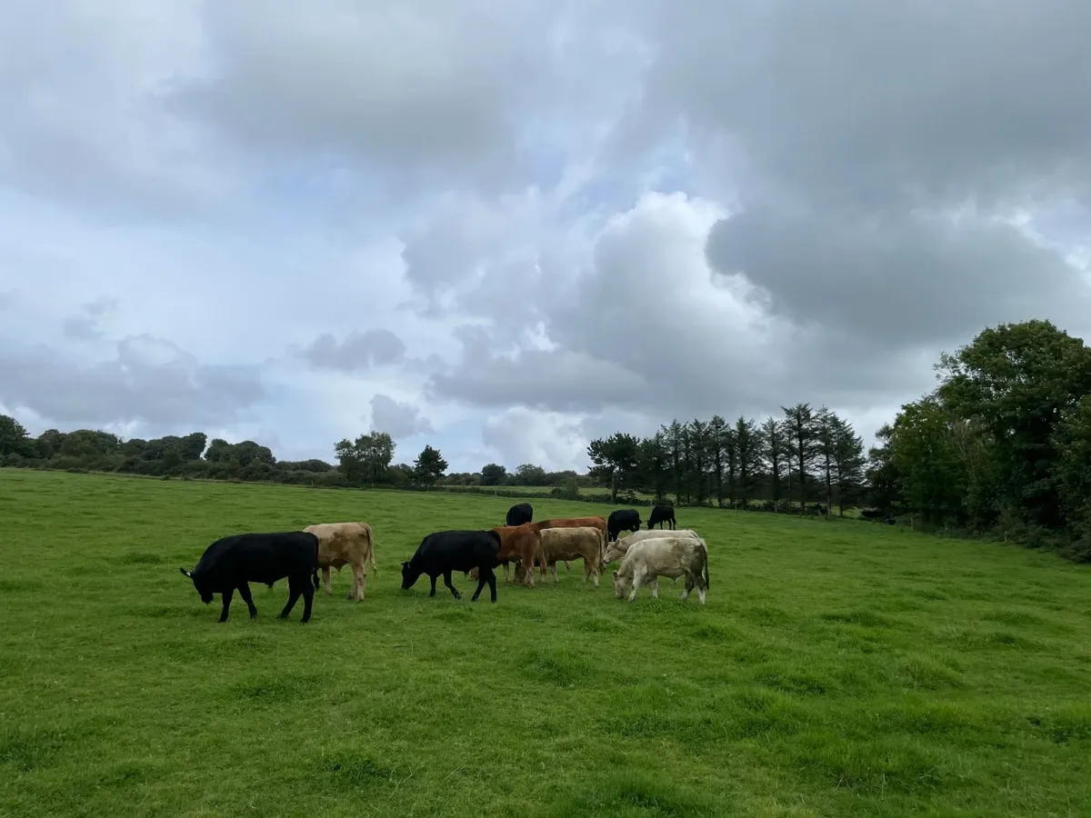 Organic cattle for sale - Image 2