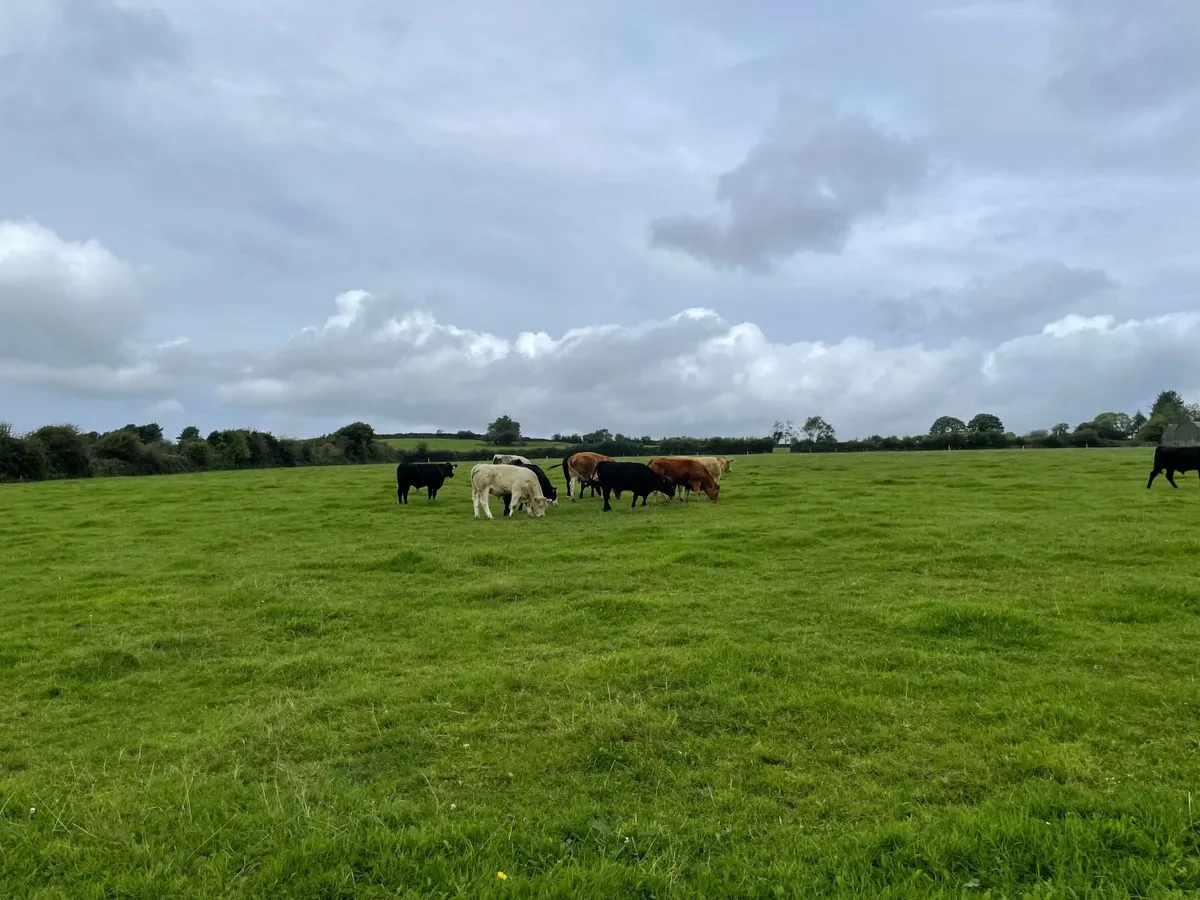 Organic cattle for sale - Image 3