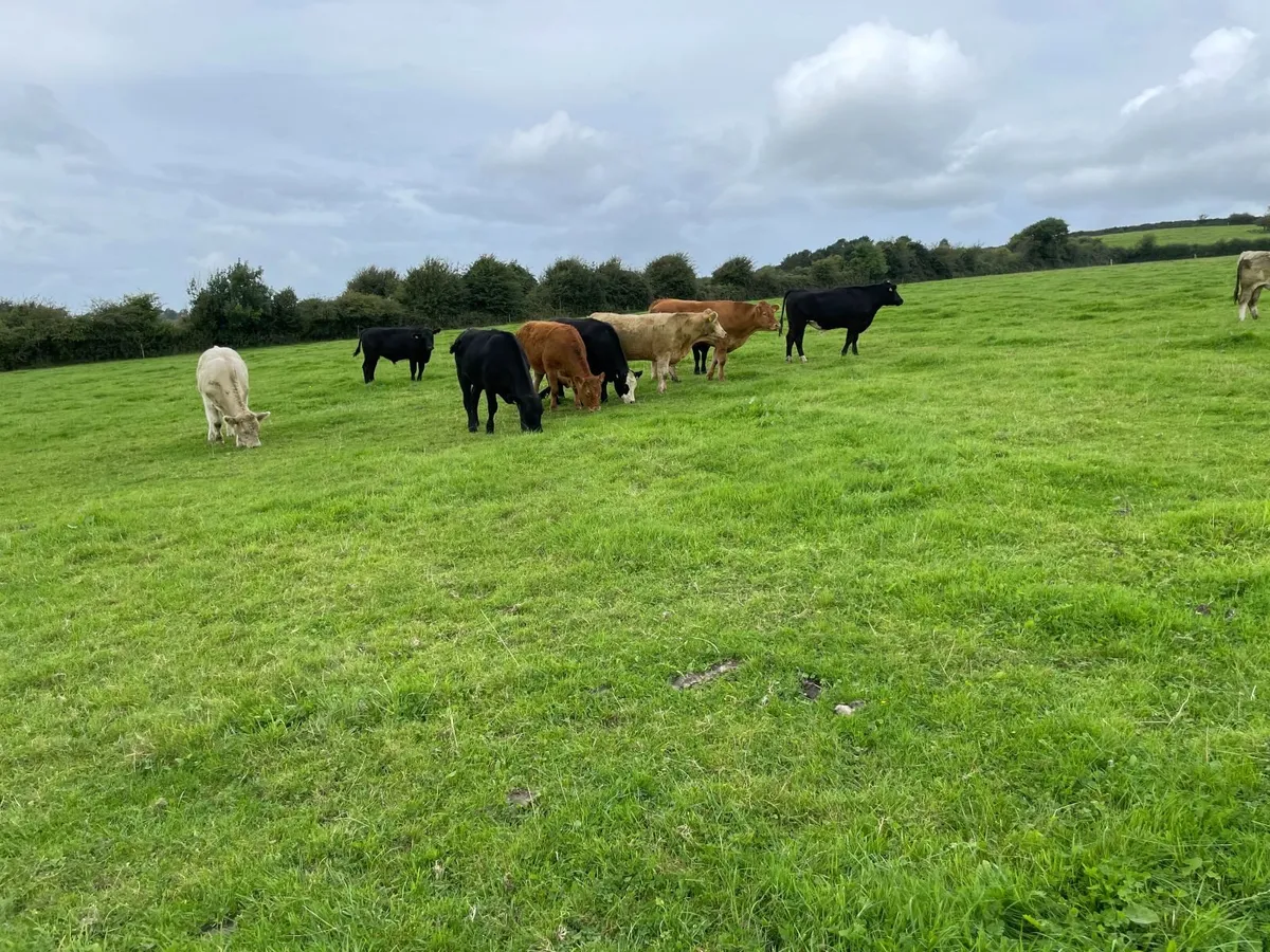 Organic cattle for sale - Image 4