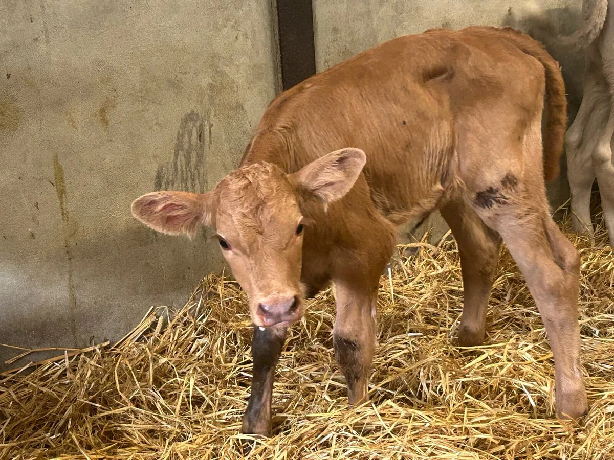 Charolais Heifer Calf - Image 4