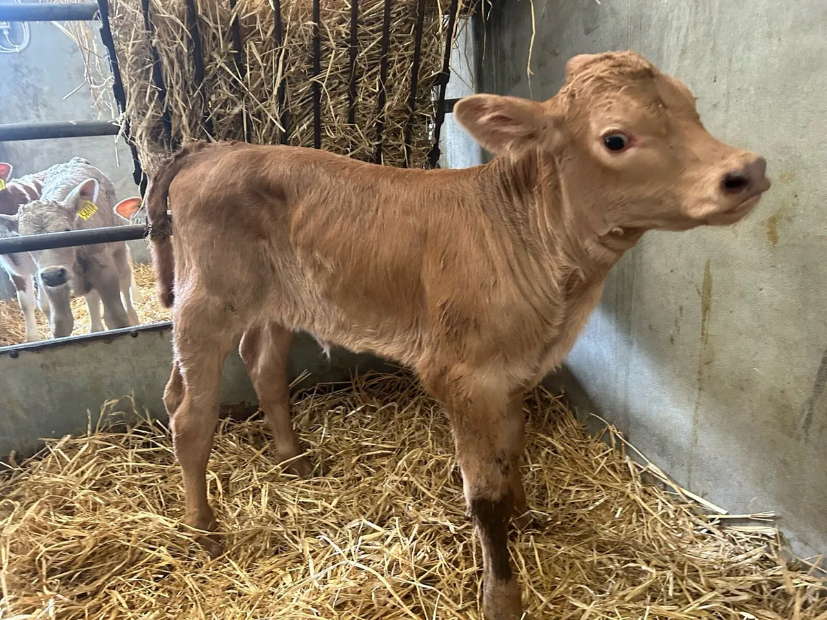 Charolais Heifer Calf - Image 1