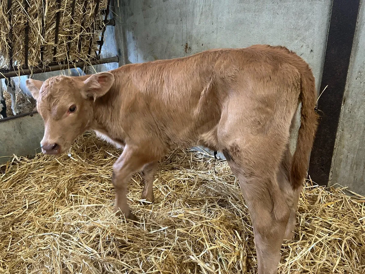 Charolais Heifer Calf - Image 2
