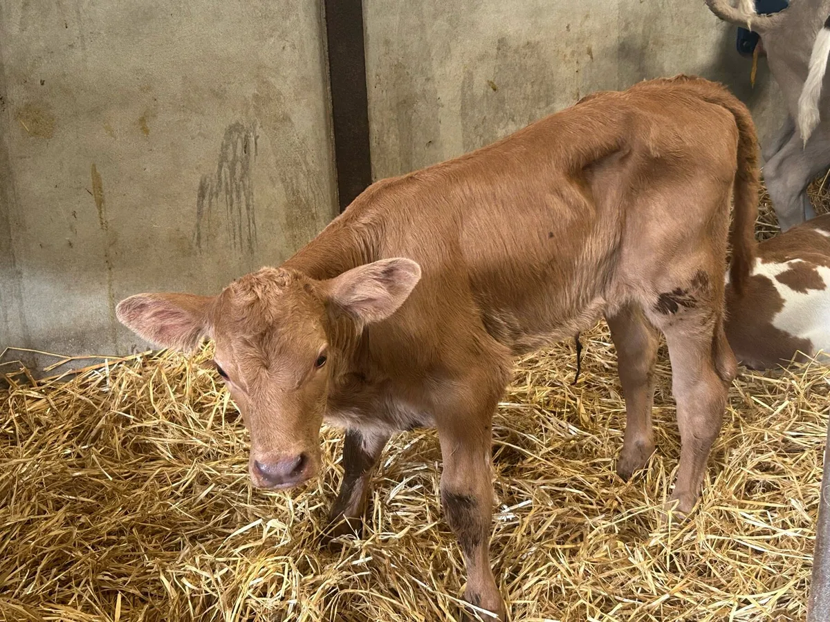 Charolais Heifer Calf - Image 3