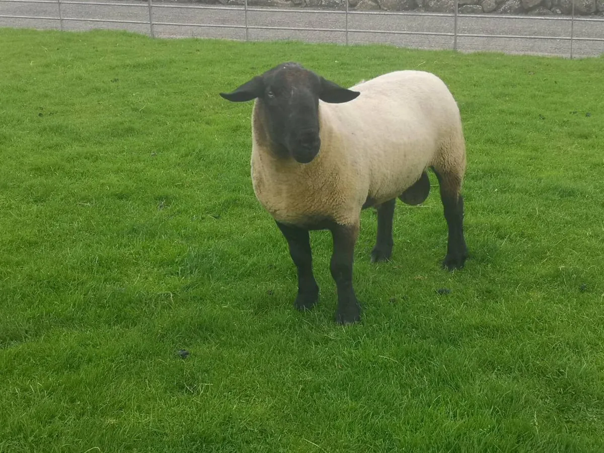 Suffolk shearling - Image 2