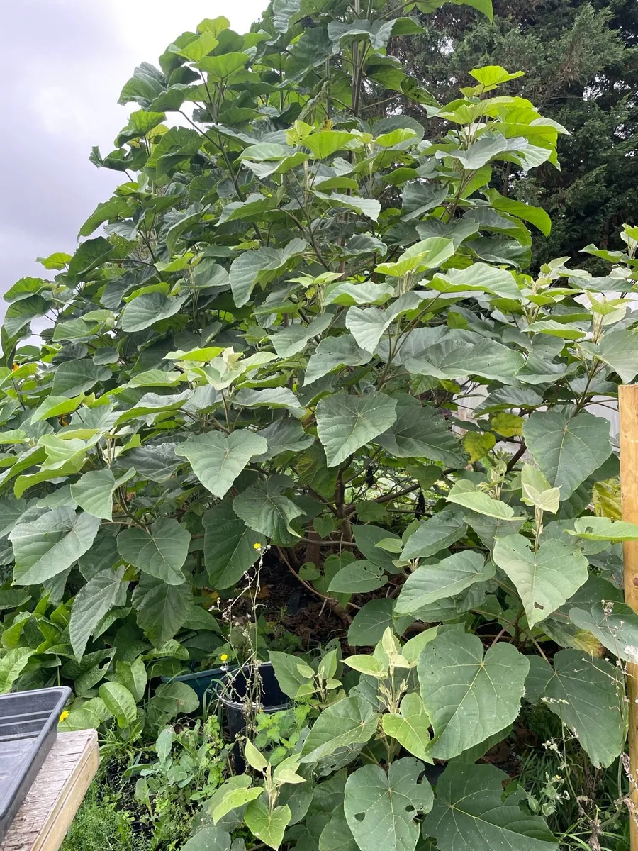 Paulownia Trees - Image 1