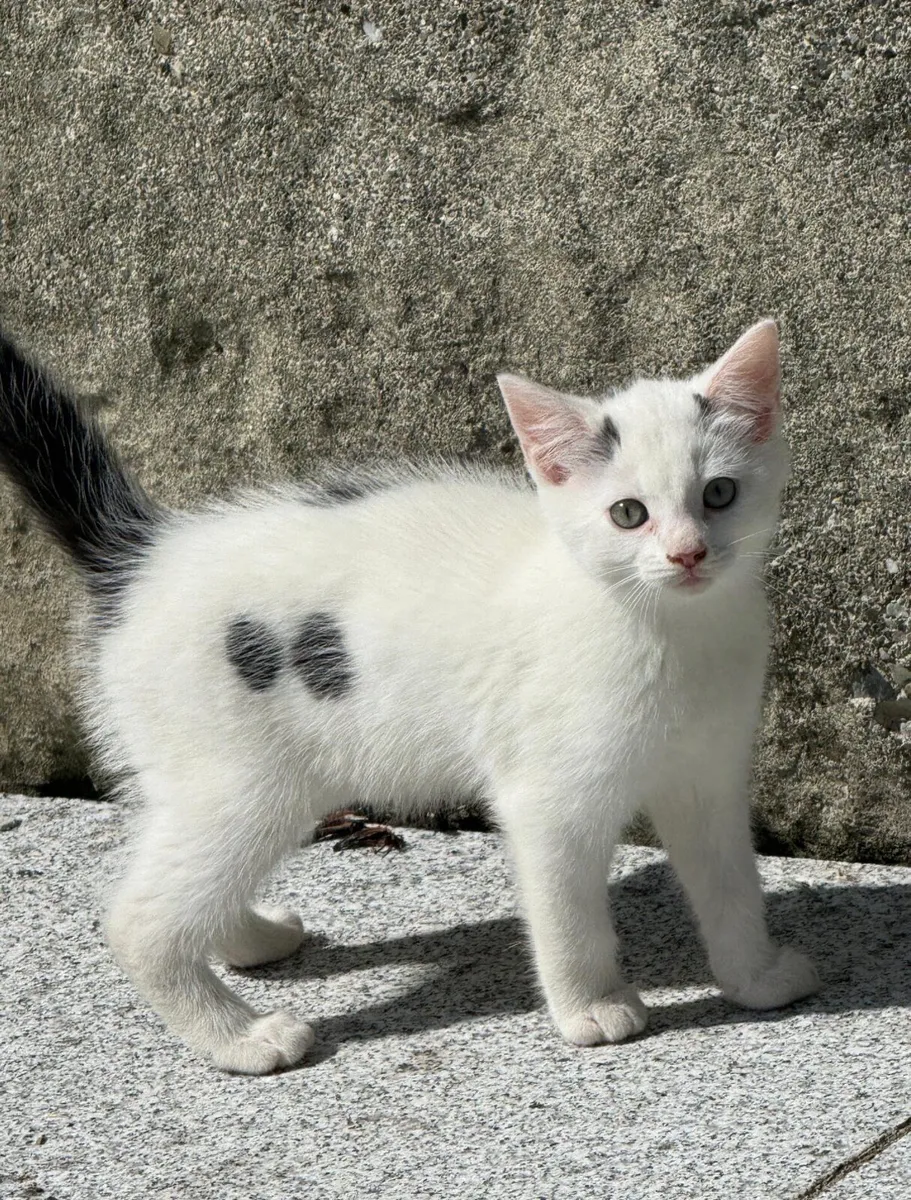 Ragdoll x Maine Coon Cross Kittens - Image 2