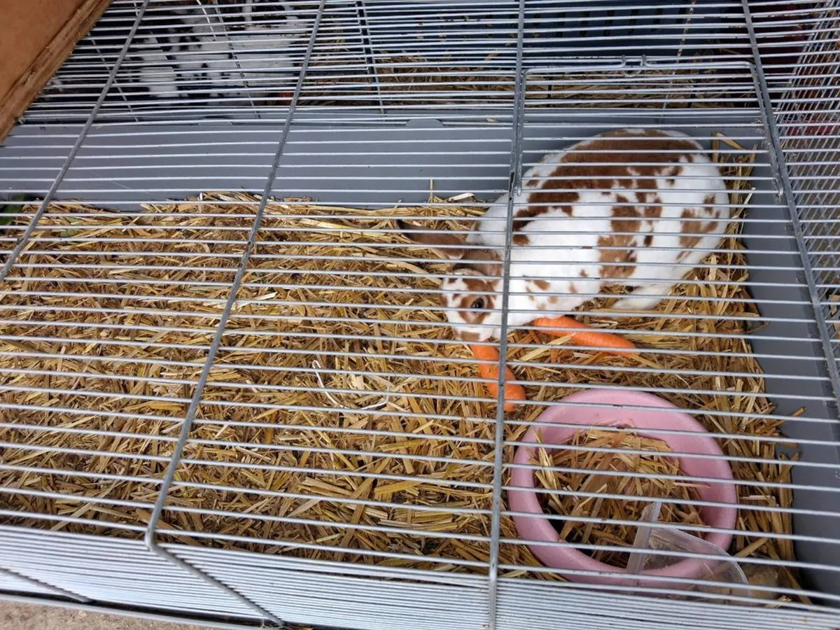 RABBIT - Image 1
