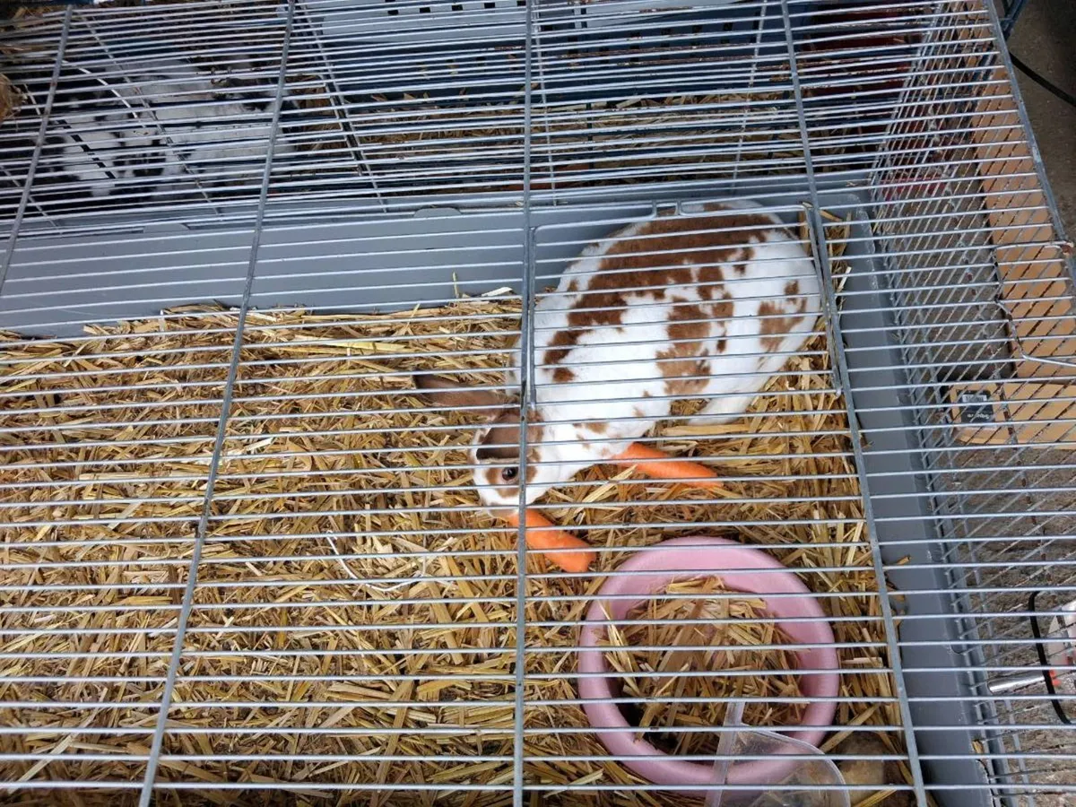 RABBIT - Image 2