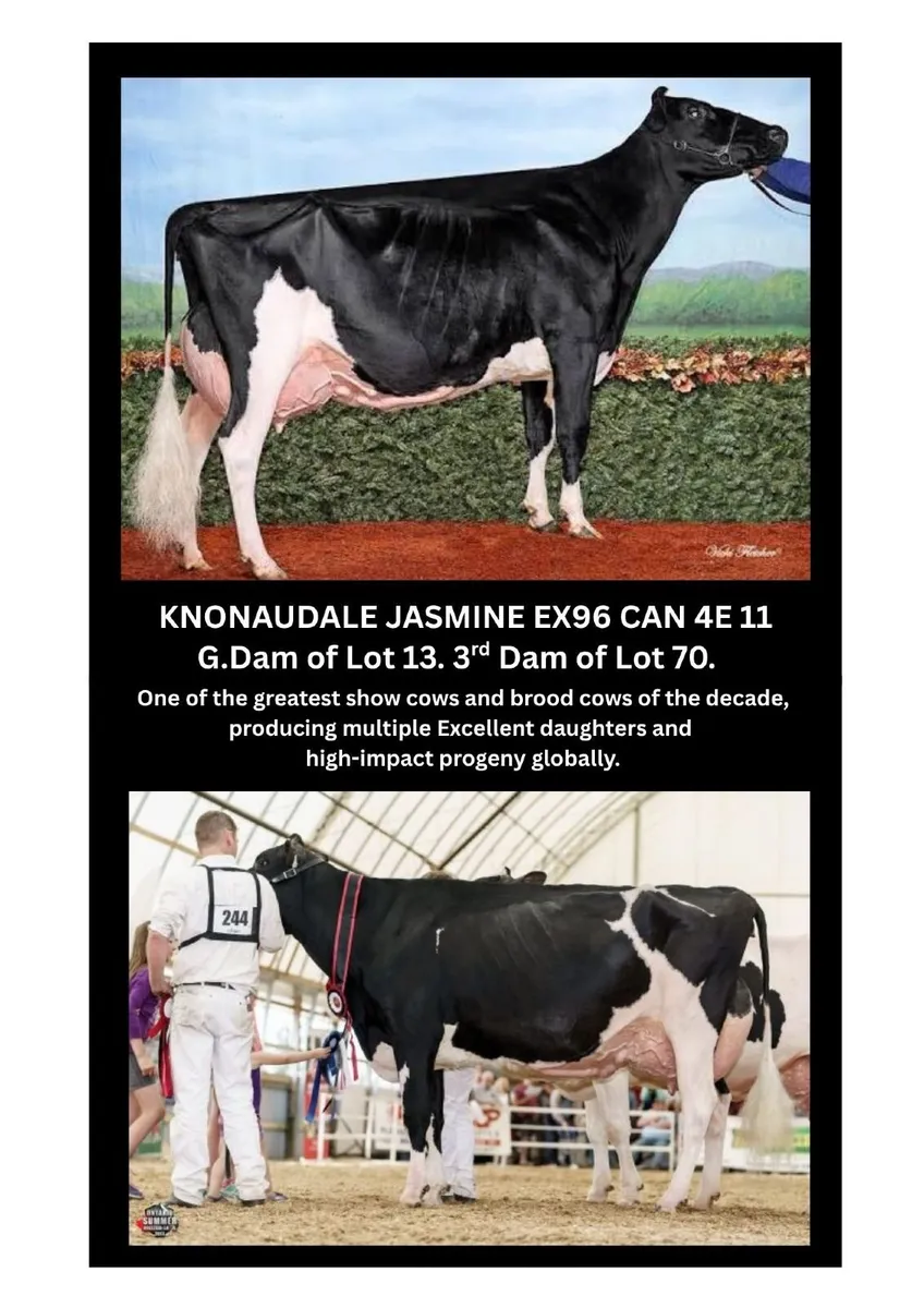Holstein- Dock Holsteins Dispersal Sale 11th Sept - Image 1