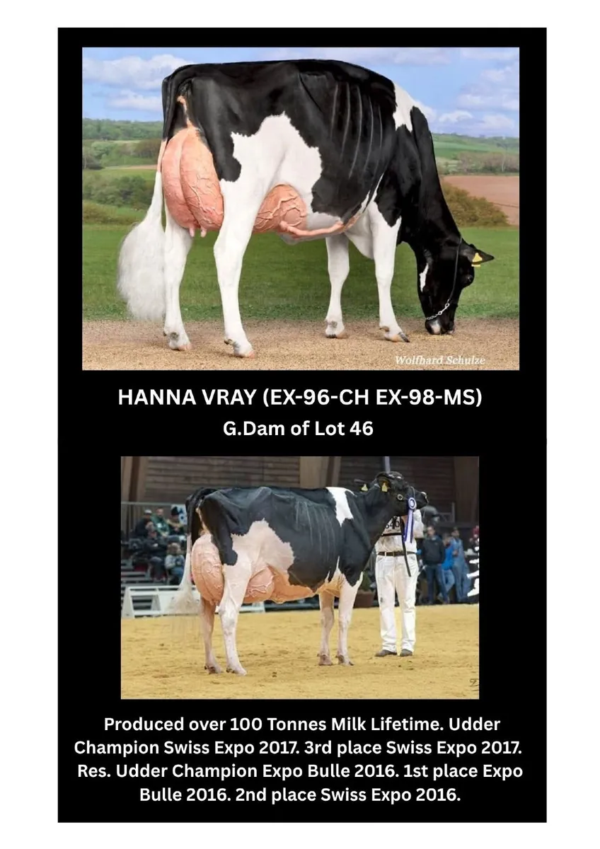 Holstein- Dock Holsteins Dispersal Sale 11th Sept - Image 2