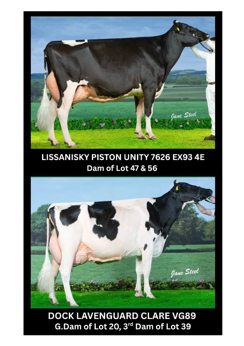 Holstein- Dock Holsteins Dispersal Sale 11th Sept - Image 3