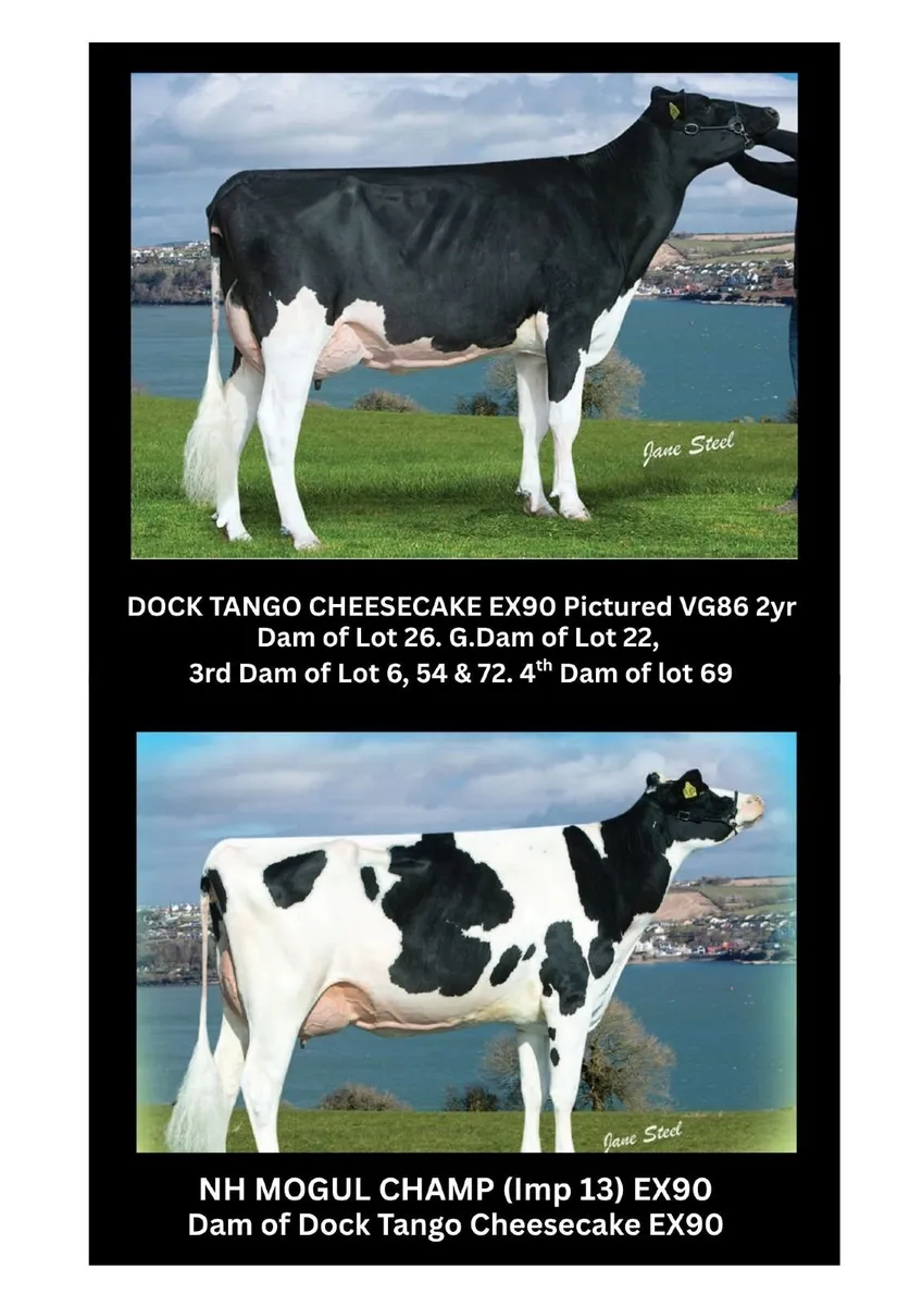 Holstein- Dock Holsteins Dispersal Sale 11th Sept - Image 4