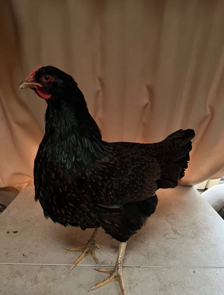 *Barnevelder breeding group* - Image 2