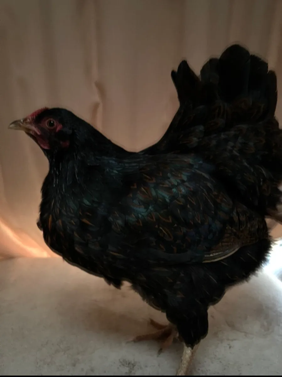 *Barnevelder breeding group* - Image 3