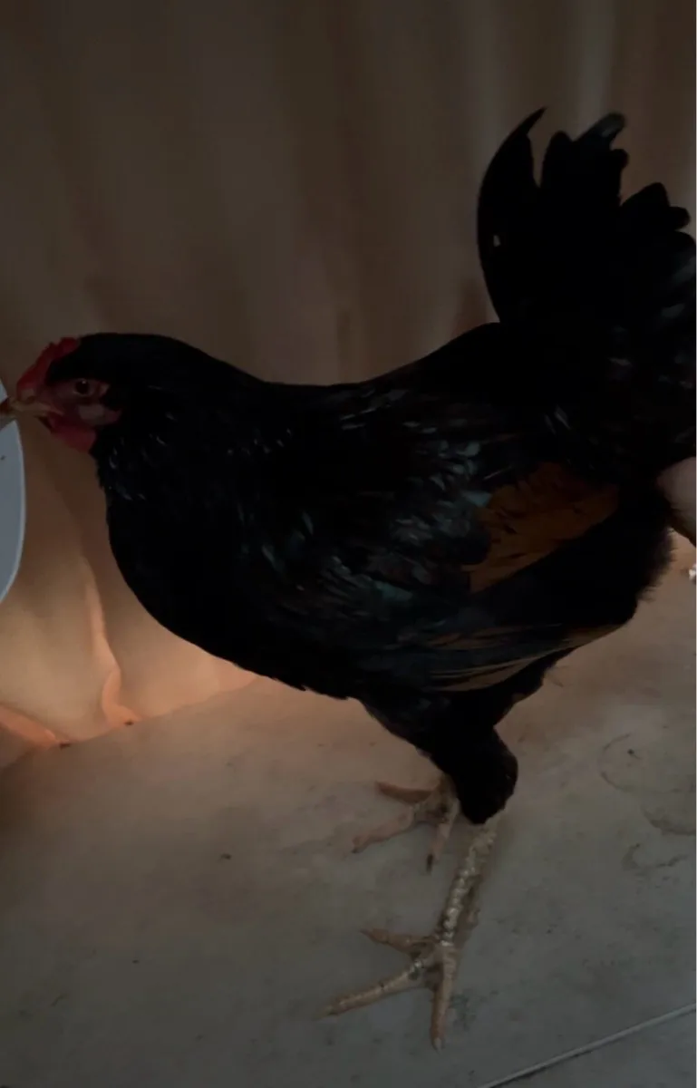 *Barnevelder breeding group* - Image 4