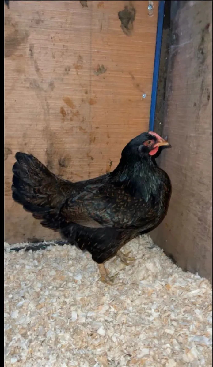 *Barnevelder breeding group* - Image 1