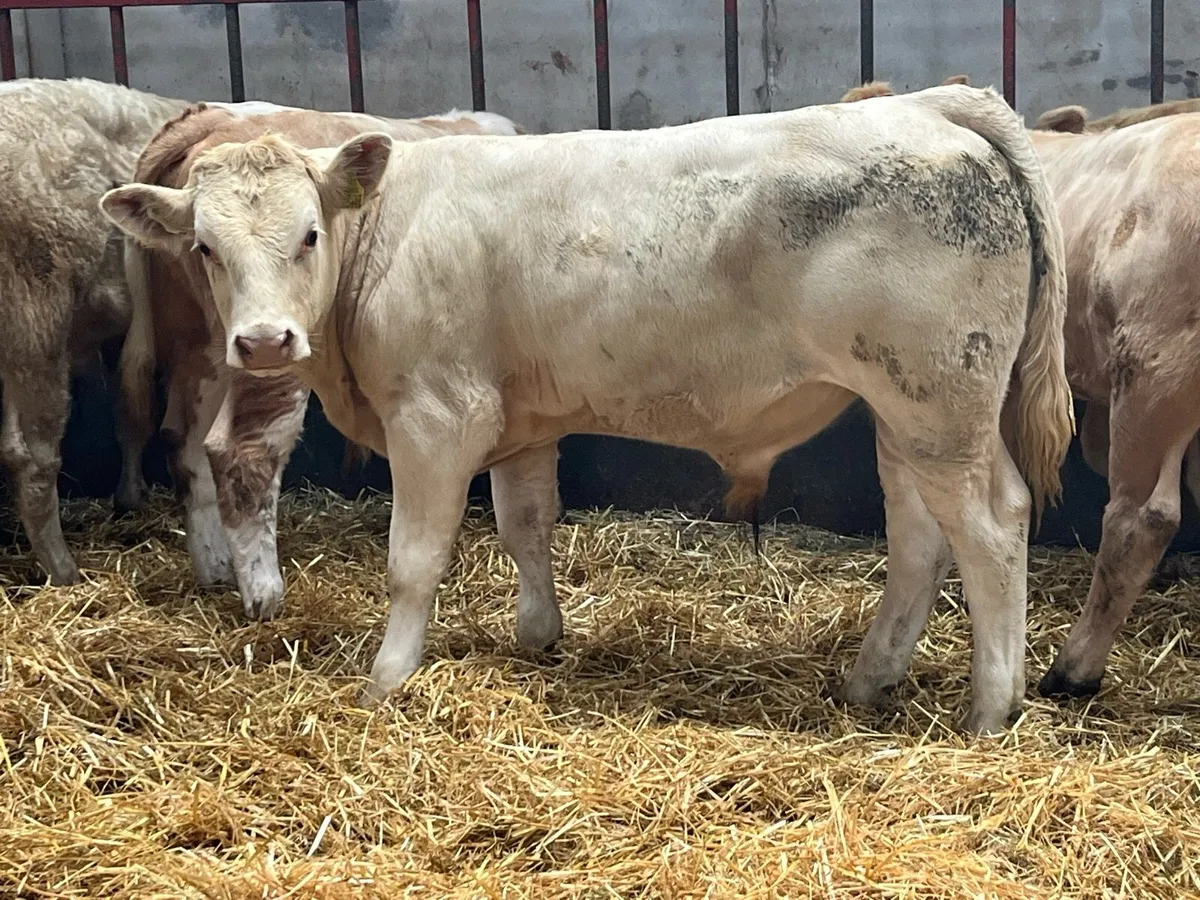 15 Super 330Kg CH & LIM Bull Weanlings - Image 3