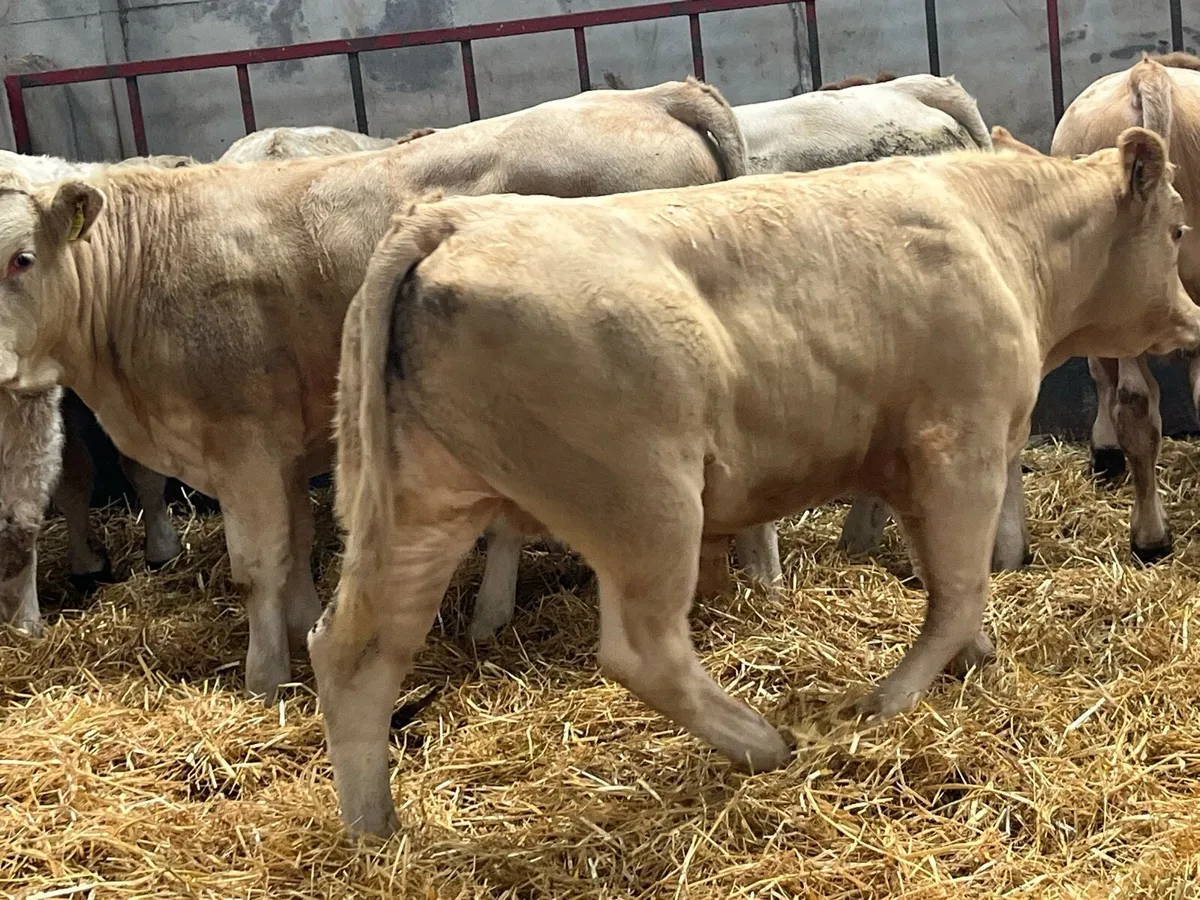 15 Super 330Kg CH & LIM Bull Weanlings - Image 4