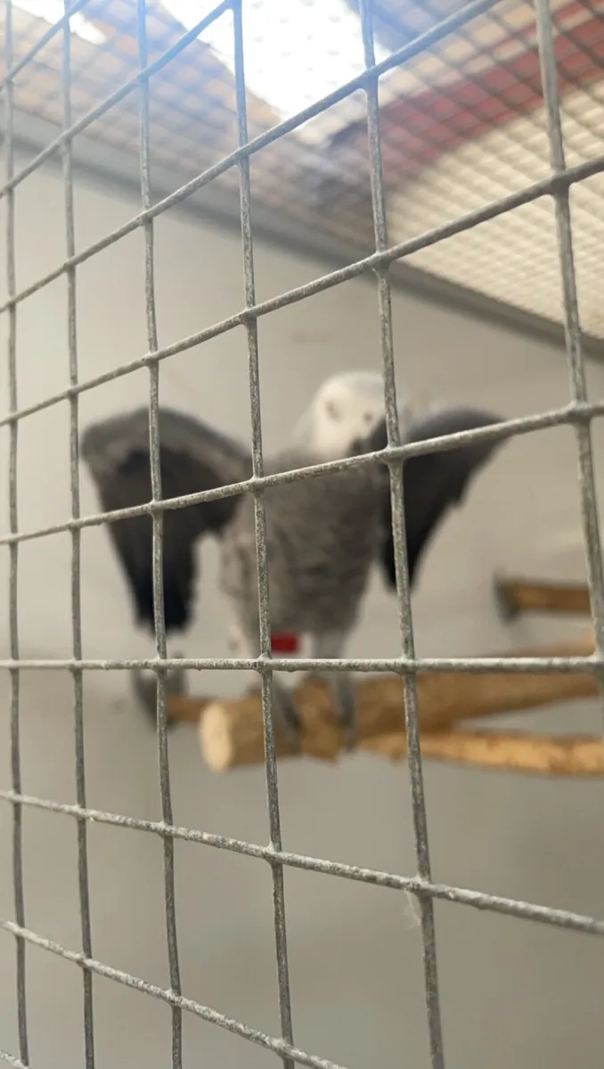 Male African grey parrot 5 years old - Image 2