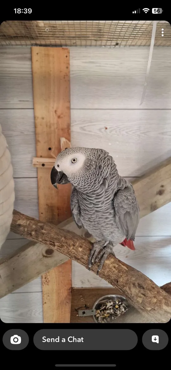 Male African grey parrot 5 years old - Image 1