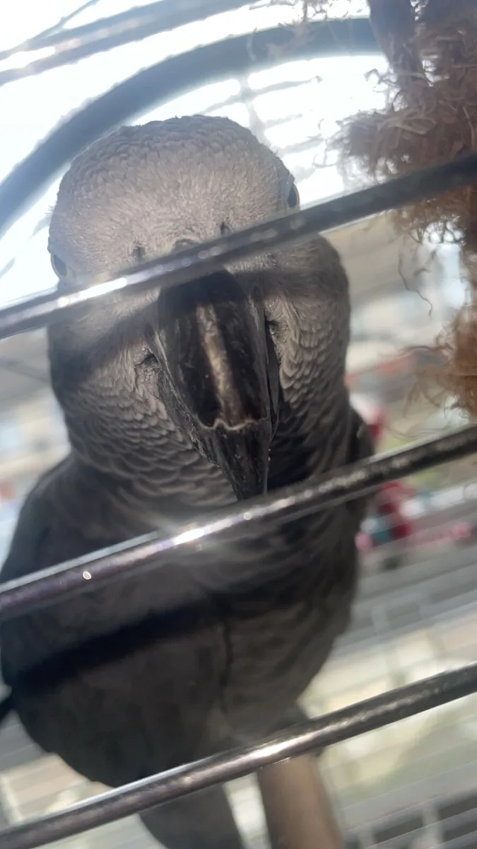 Male African grey parrot 5 years old - Image 3