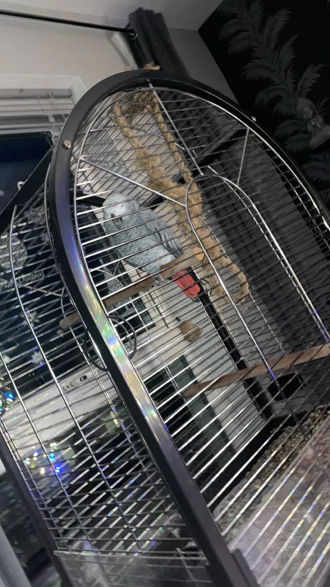 Male African grey parrot 5 years old - Image 4