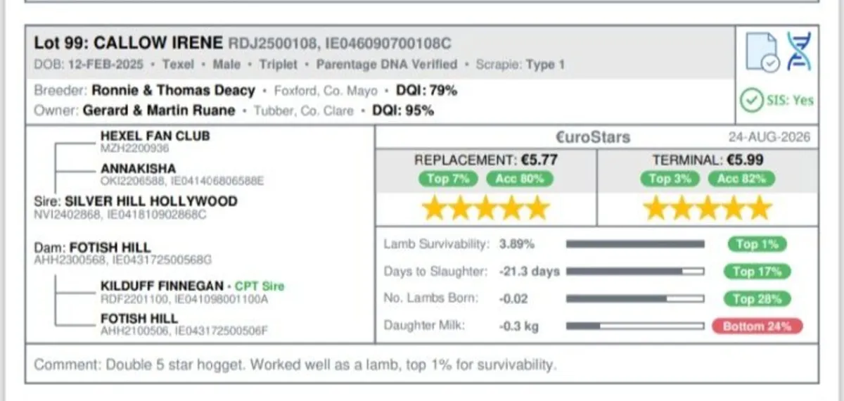 5 Star Texel Rams for Terminal Trio Tullamore - Image 3
