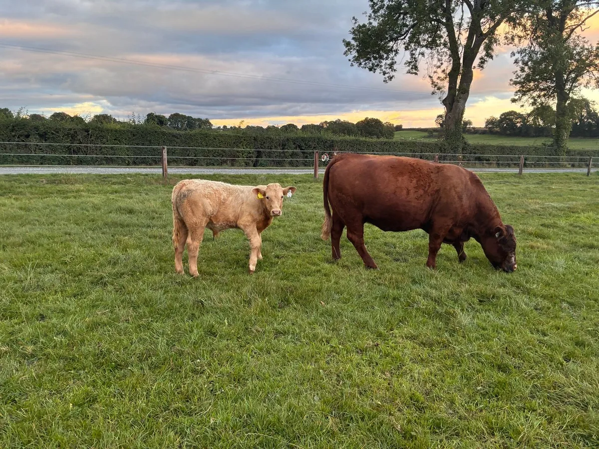 Saler / SAX cows with calves at foot - Image 4